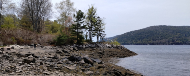 A person in the distance walks across the coast of Maine, USA. The shore is covered in sharp rocks and boulders, seaweed, and further away, pine and other trees